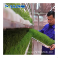 Agricultural Vertical Hydroponic fodder Greenhouses